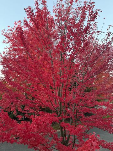 12303 82nd Avenue N, Maple Grove, MN 55369