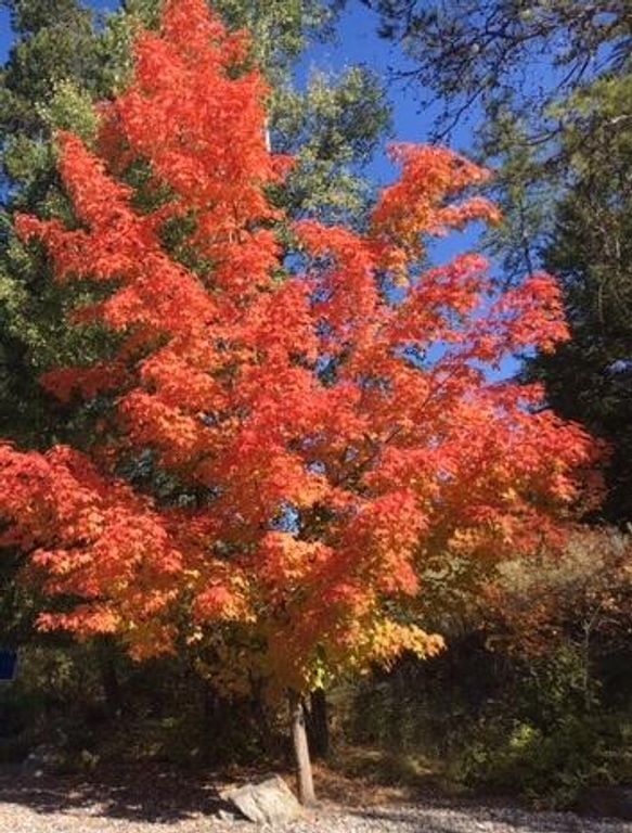 1025 St. Andrews Drive, Columbia Falls, MT 59912