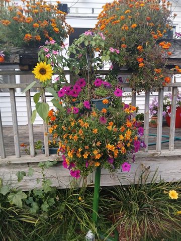 2489 10 Mile Road, Sparta, MI 49345