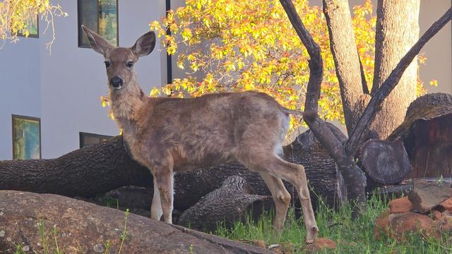 14090 Torrey Pines Dr, Auburn, CA 95602