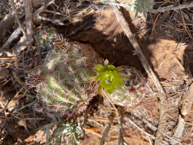 131 PAA KO Drive, Sandia Park, NM 87047