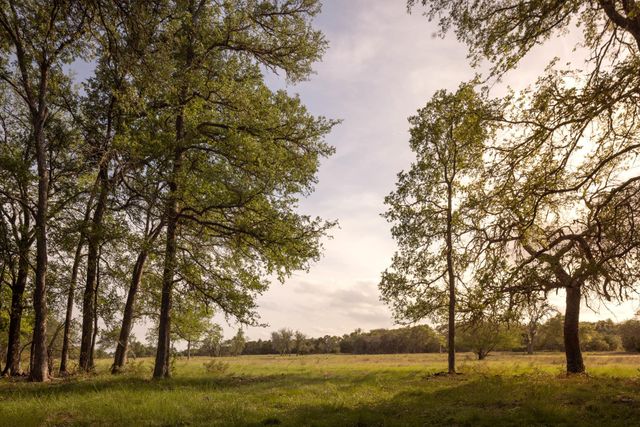 2609 Prochnow Rd, Dripping Springs, TX 78620