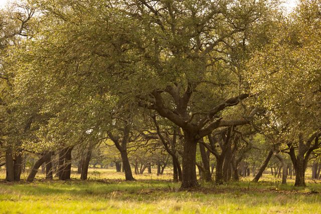 2609 Prochnow Rd, Dripping Springs, TX 78620