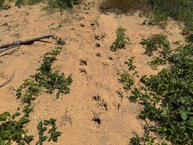 TBD Meredith Grade, Harrison, MI 48625