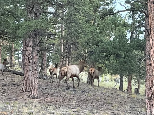 2894 County Road 43, Bailey, CO 80421