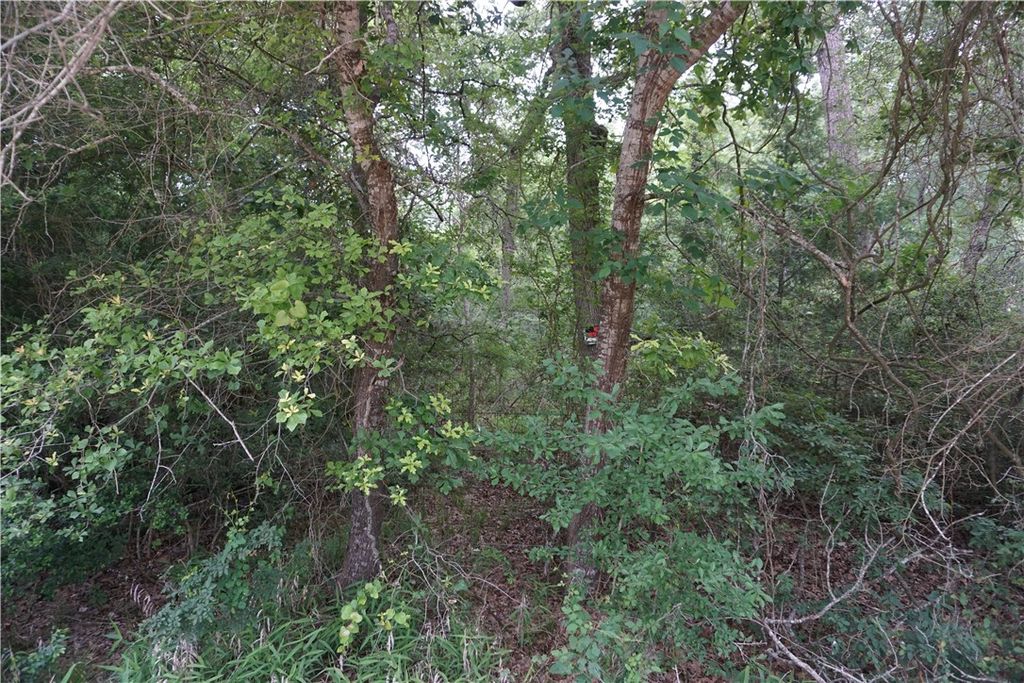 TBD Berry Creek Drive, Caldwell, TX 77836 — photo 4