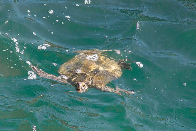 467 Jackson Avenue Back Unit, Cape Canaveral, FL 32920