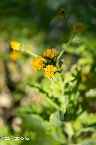 3049 N Gaia Place, Tucson, AZ 85745