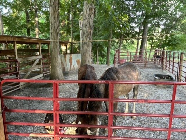 203 Terry Ln, Cornersville, TN 37047