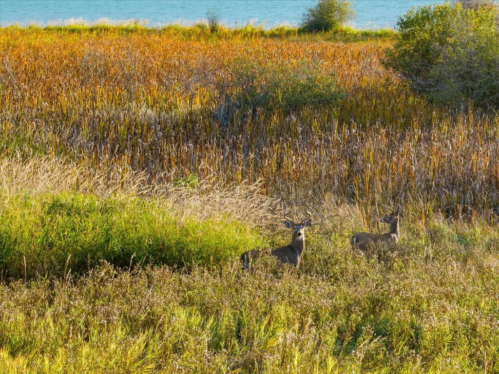 33899 Finley Point Road S, Polson, MT 59860 photo 51