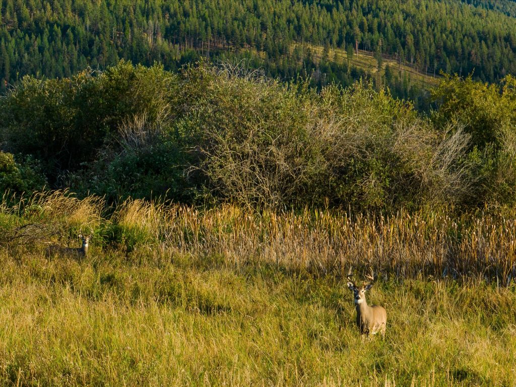 33899 Finley Point Road S, Polson, MT 59860 photo 55