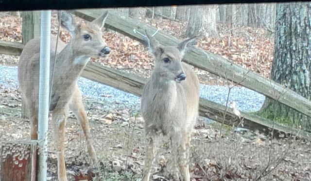 119 Laurel Branch Drive, Hayesville, NC 28904