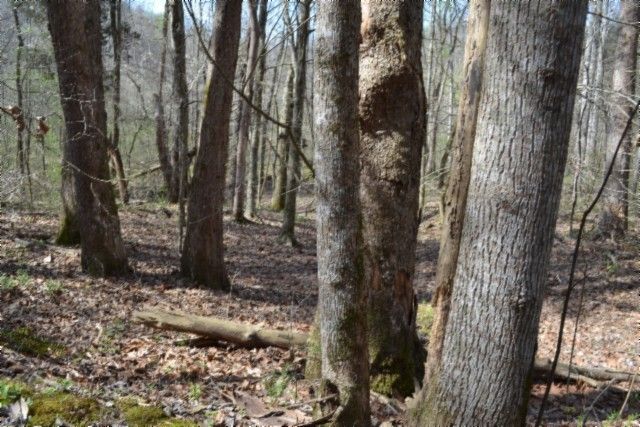 0 Boles Road, Hilham, TN 38568