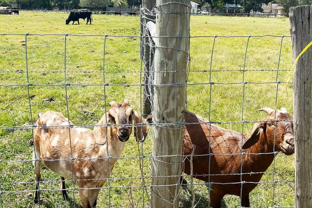 404 Red Hawk Loop, Winter Haven, FL 33880