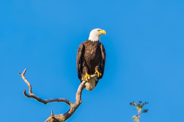 22890 Blue Jay Lane, Anderson, CA 96007