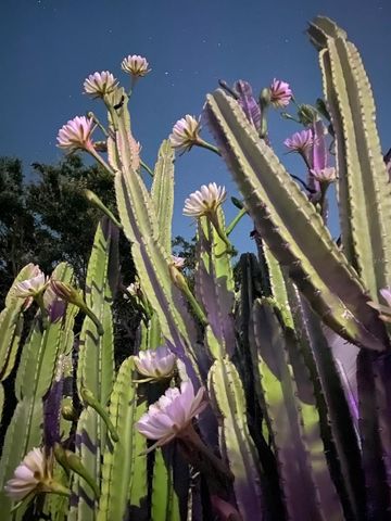 29 E PRINCETON STREET, Orlando, FL 32804