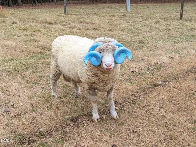 104 Buckeye Lane, Chapel Hill, NC 27516