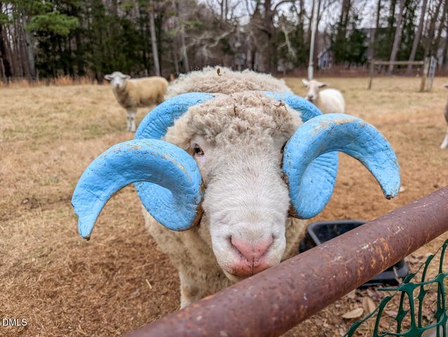 104 Buckeye Lane, Chapel Hill, NC 27516