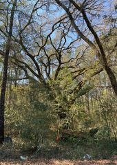 5331 Old Military Road Lot #3, Adams Run, SC 29426