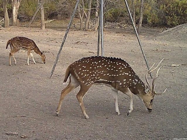 1297 Fm 1433, Carrizo Springs, TX 78834