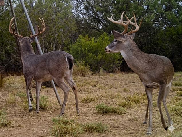 1297 Fm 1433, Carrizo Springs, TX 78834