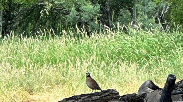 1297 Fm 1433, Carrizo Springs, TX 78834