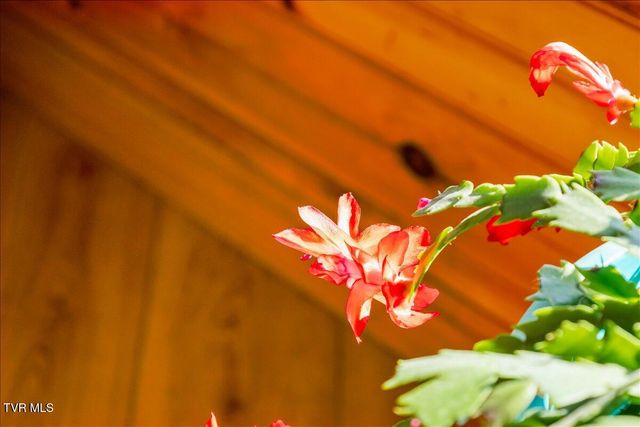 620 Swift Hollow Lane, Mountain City, TN 37683