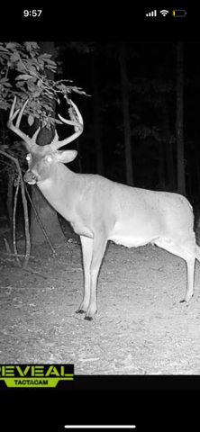 5293 County Road 3200, Mountain View, MO 65548