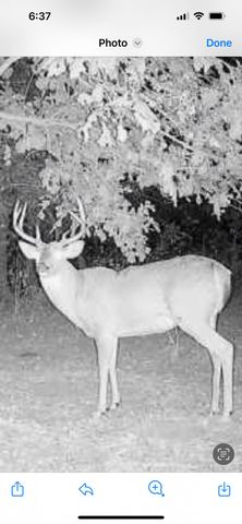 5293 County Road 3200, Mountain View, MO 65548