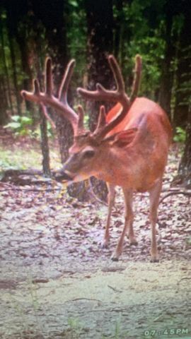 5293 County Road 3200, Mountain View, MO 65548