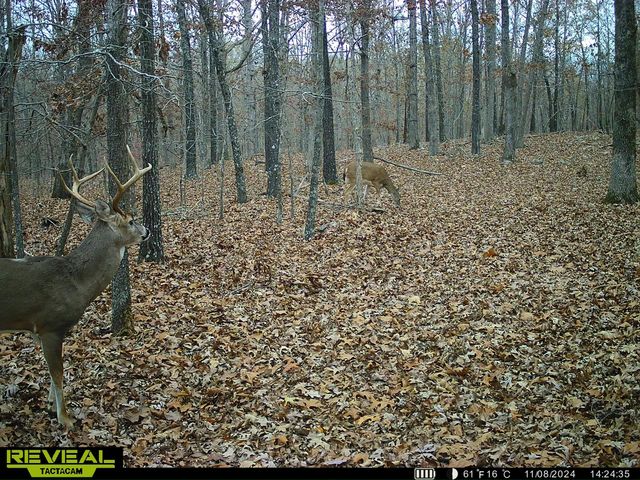 5293 County Road 3200, Mountain View, MO 65548