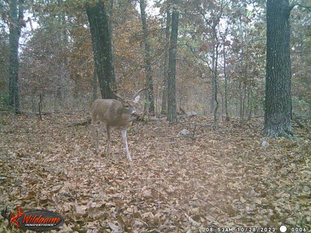 5293 County Road 3200, Mountain View, MO 65548