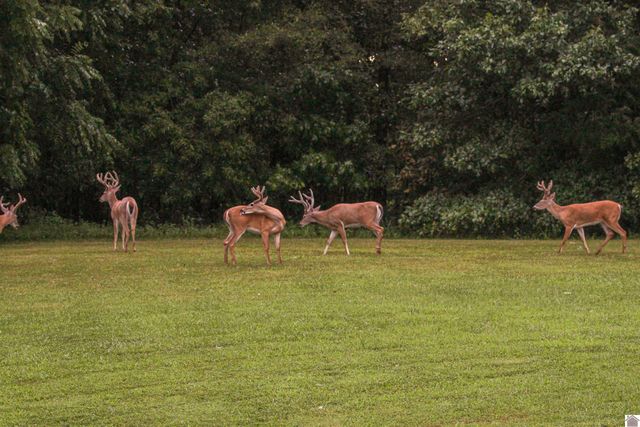 1153 Briensburg-Tatumsville Rd, Benton, KY 42025