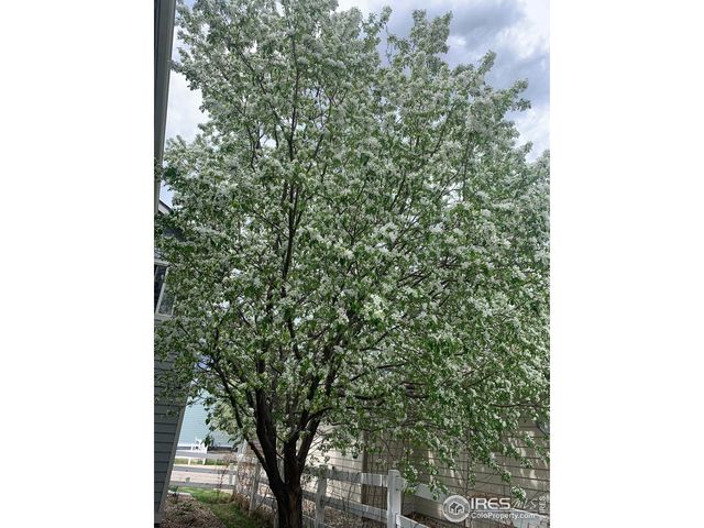 614 Magpie Dr, Loveland, CO 80537