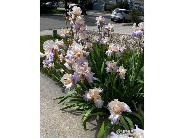 614 Magpie Dr, Loveland, CO 80537