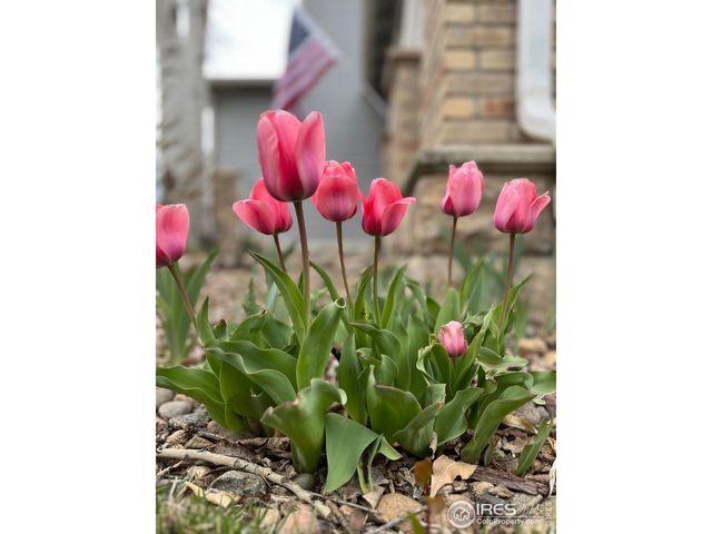 614 Magpie Dr, Loveland, CO 80537