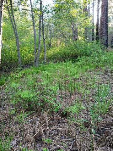 29531 Little Bear Creek, Cedar Glen, CA 92321