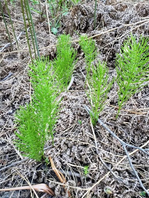 29531 Little Bear Creek, Cedar Glen, CA 92321