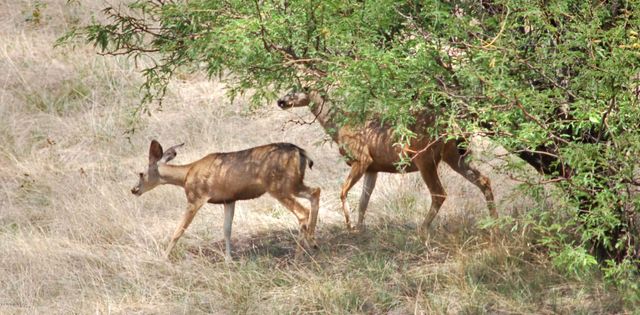 Tanglehead Lane LOT 20, Patagonia, AZ 85624