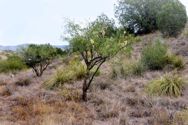 Tanglehead Lane LOT 20, Patagonia, AZ 85624