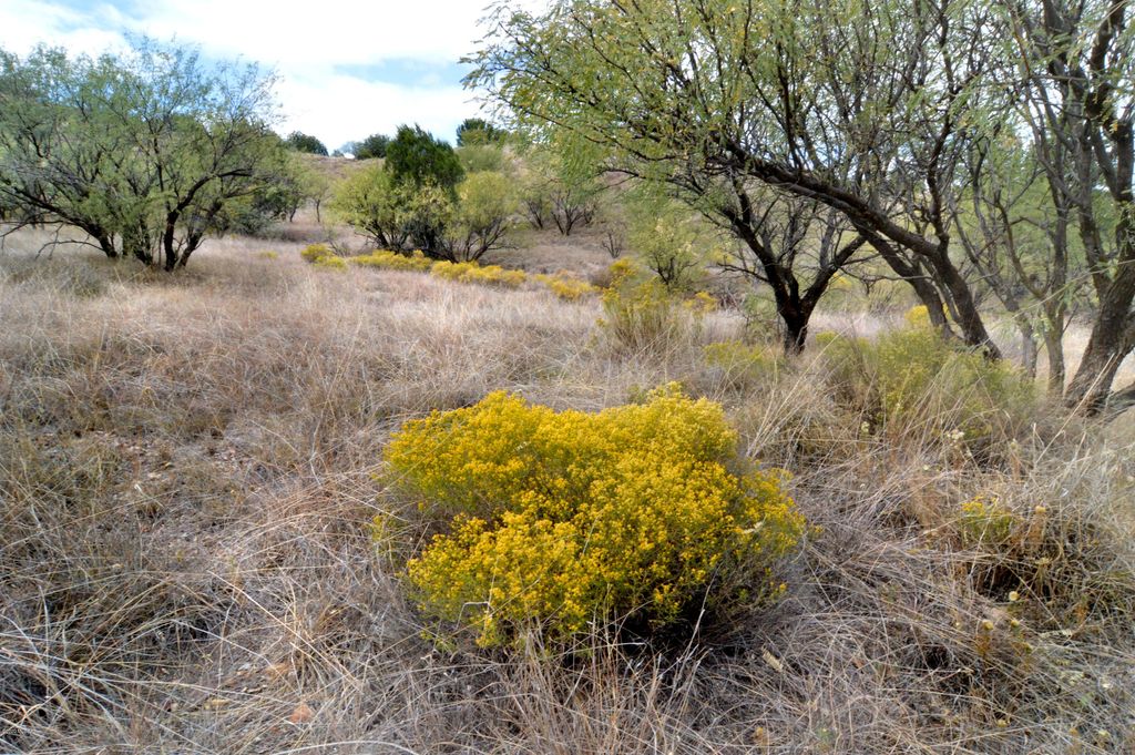 Tanglehead Lane LOT 20, Patagonia, AZ 85624