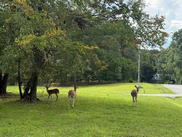 115 Long Point Dr, Rock Island, TN 38581