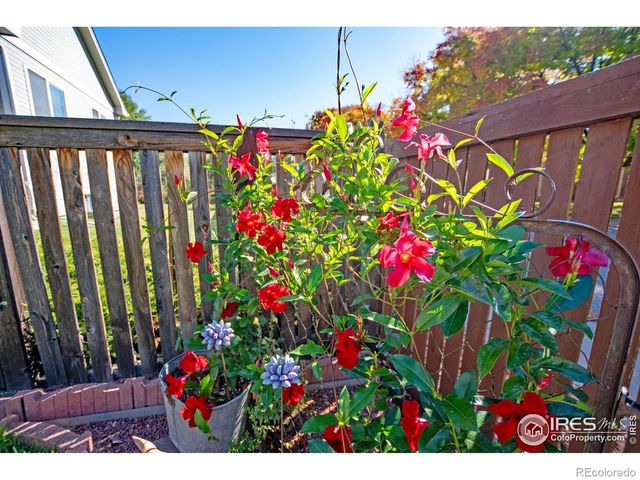 2583 Begonia Court, Loveland, CO 80537