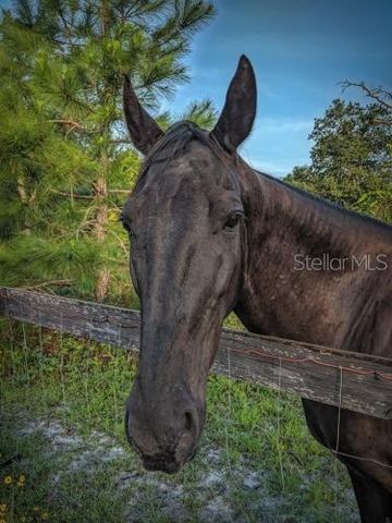 ROYAL TRAILS ROAD, Eustis, FL 32736