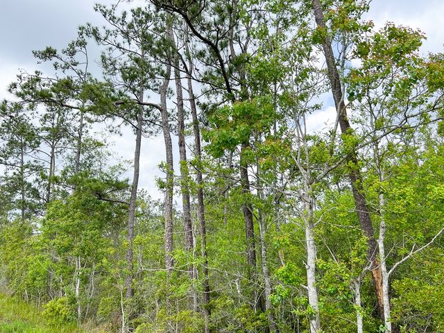 000000 Cravens Camp Rd., Silsbee, TX 77656