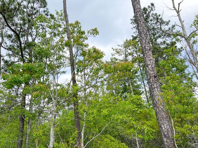 000000 Cravens Camp Rd., Silsbee, TX 77656