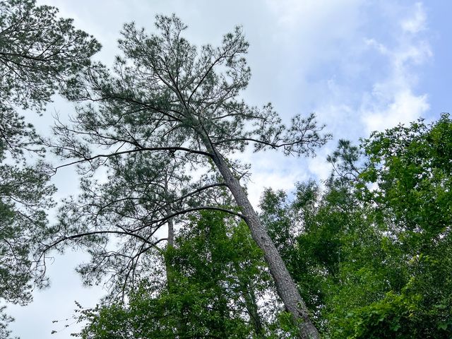 000000 Cravens Camp Rd., Silsbee, TX 77656
