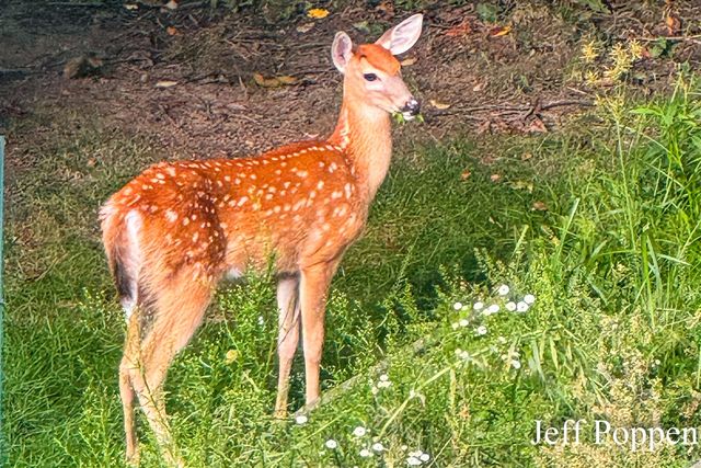 5382 Pinnacle Drive, Wyoming, MI 49519