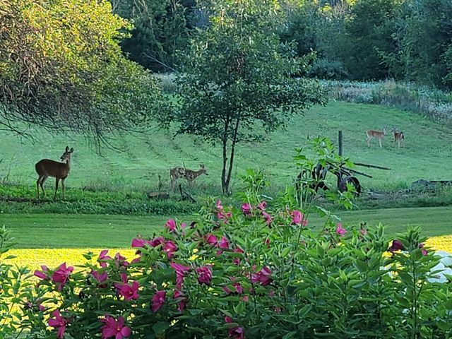 4885 Gavin Lake Road Ne, Grattan Twp, MI 49301