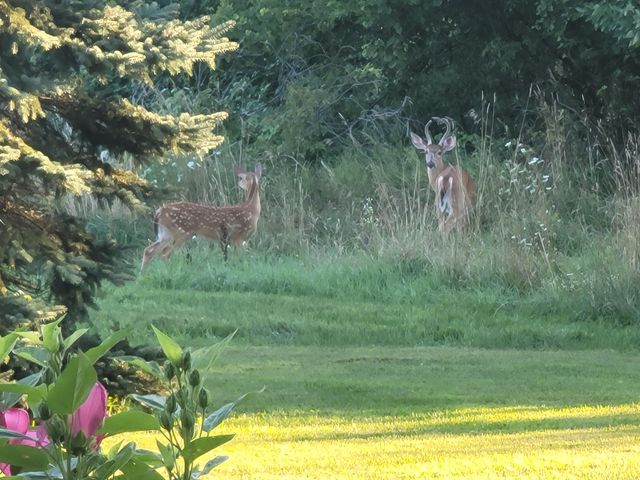 4885 Gavin Lake Road Ne, Grattan Twp, MI 49301